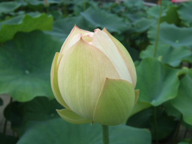DSCF4657.JPG