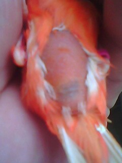 IMG0268A.jpg