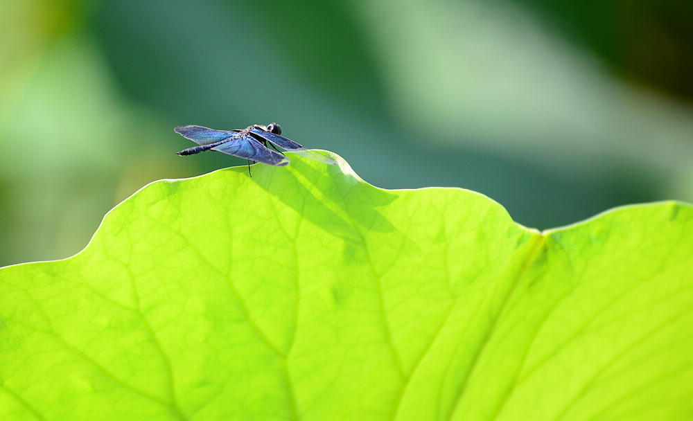 DSC_9983.JPG