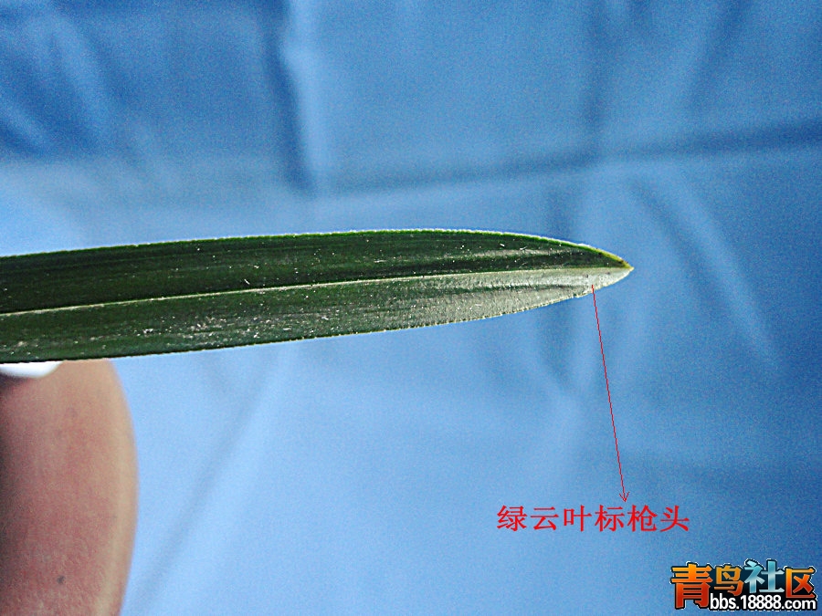 DSC07930_副本_副本.JPG