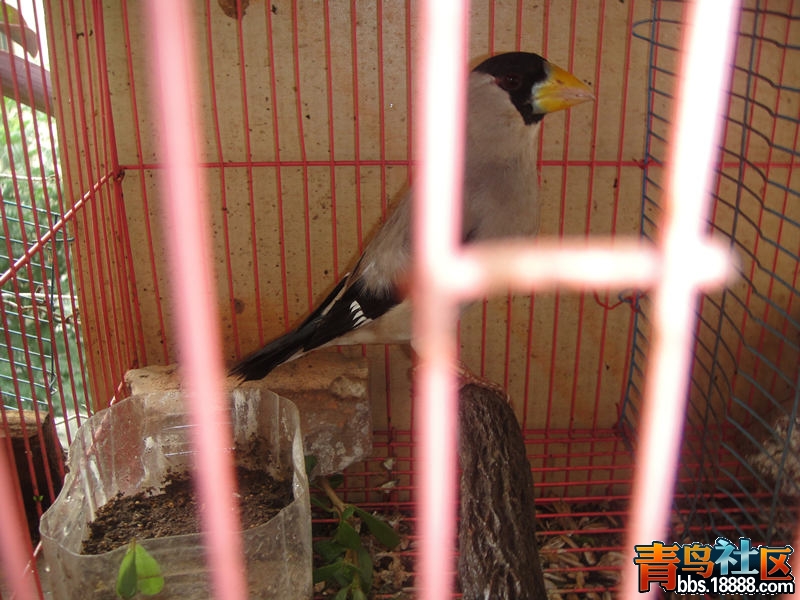 DSC02056_副本.jpg