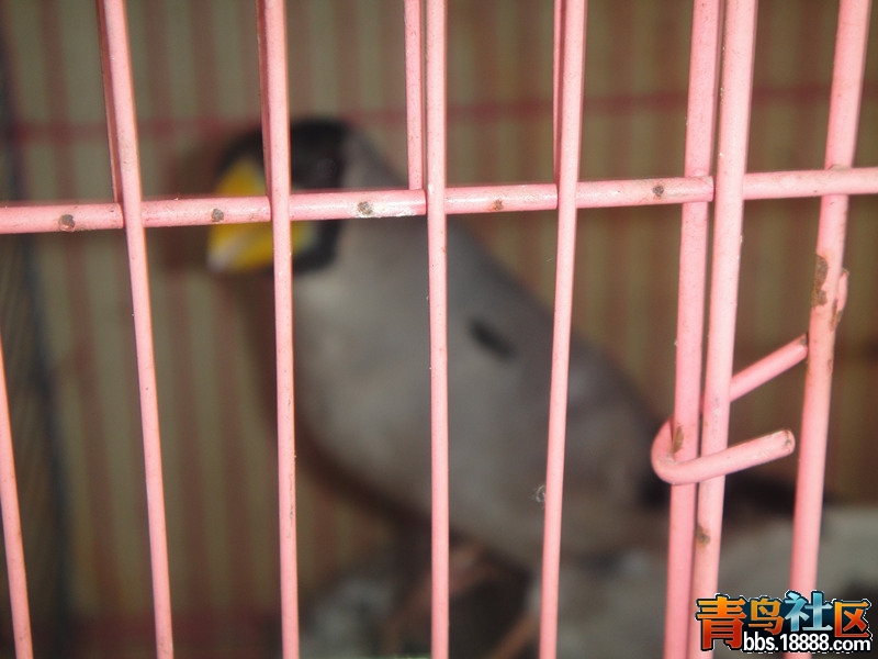 DSC02086_副本.jpg