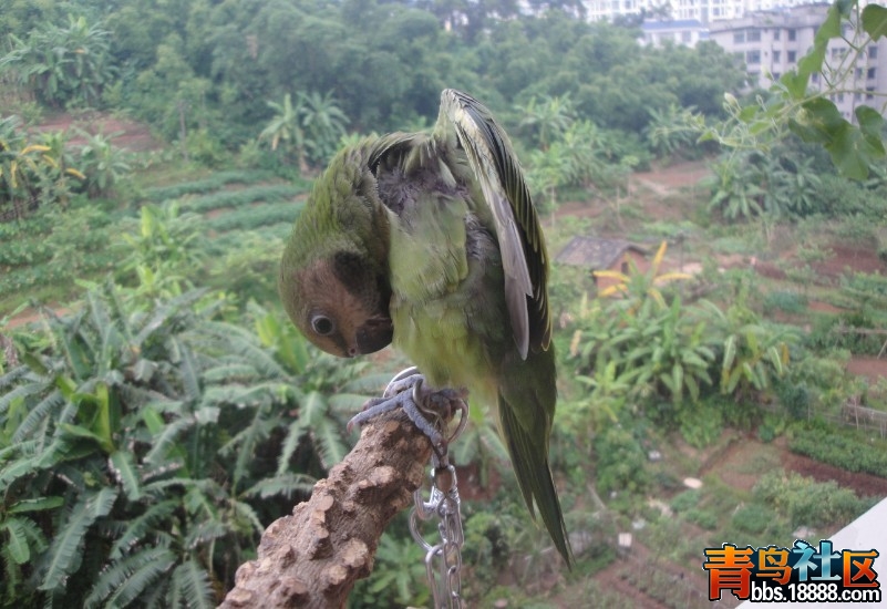 小绯6.jpg