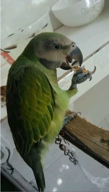 小绯2.jpg