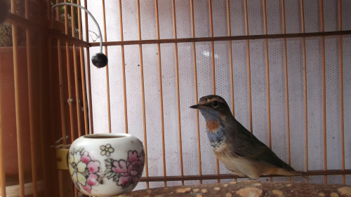 2012年春篮出关 008.jpg