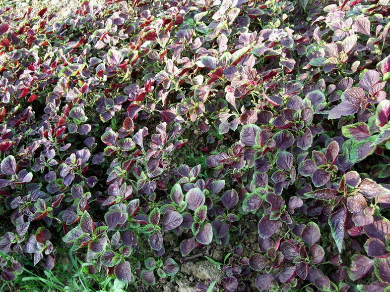 DSCF8034.jpg
