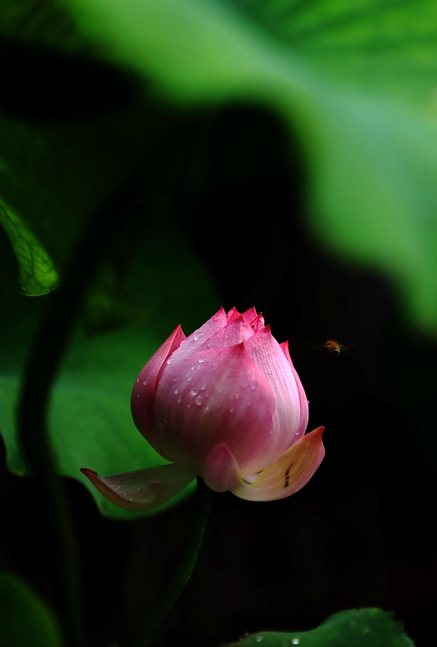 V97A6229a_副本.jpg