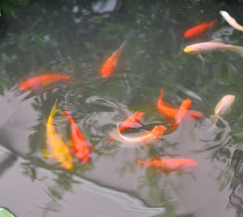 DSC_0038_副本.jpg
