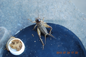 DSC_0011.JPG