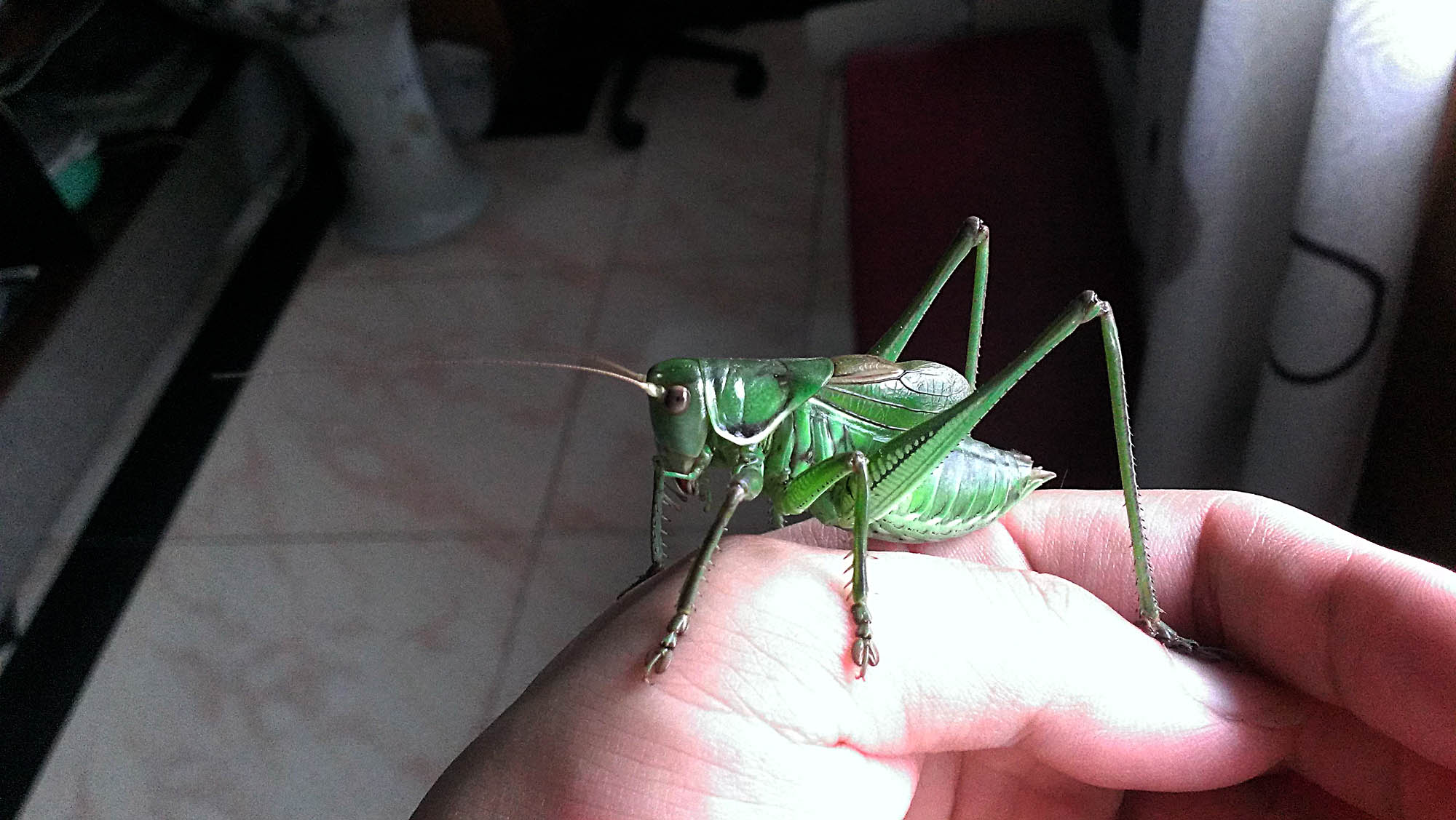 IMAG1091.jpg