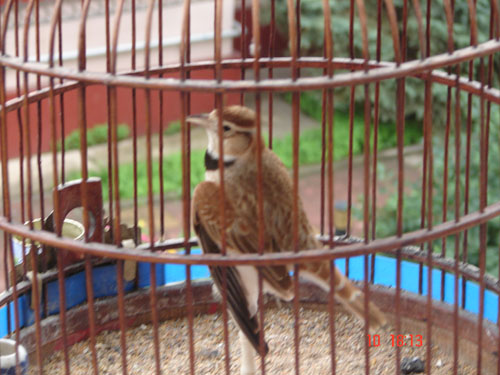 DSC00007.jpg
