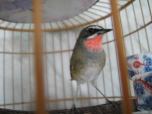 DSC02701_副本.jpg