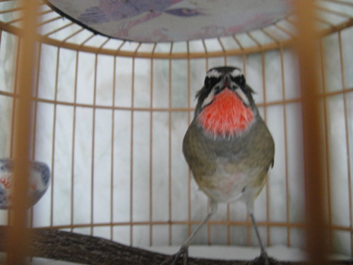 DSC02707_副本.jpg