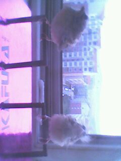 IMG0267A.jpg