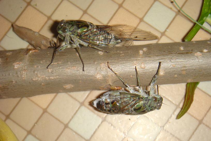 伏1.JPG