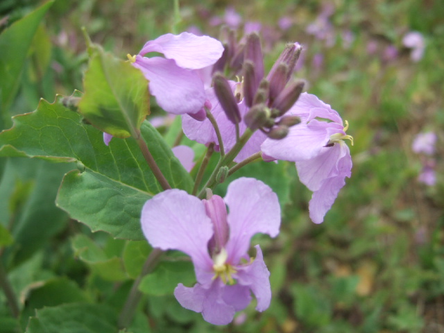 诸葛菜 (8).JPG