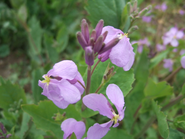 诸葛菜 (9).JPG