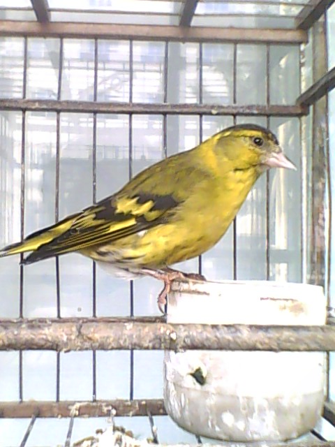 IMG0963A.jpg