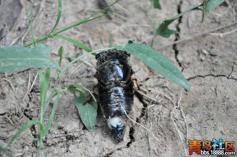 DSC_0550_副本.jpg