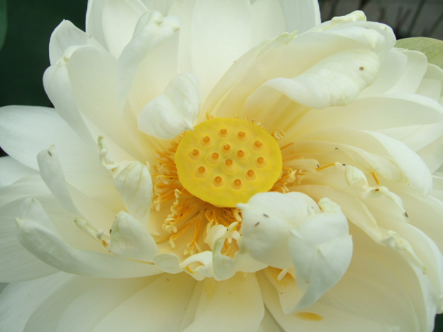 DSCF4737.JPG