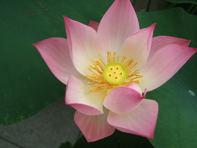 DSCF4743.JPG