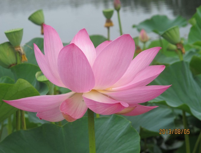 QQ图片20130808183629.jpg