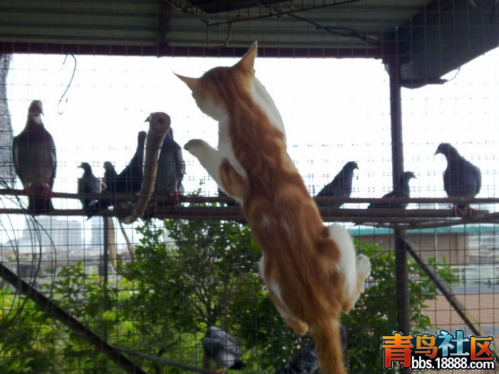 猫2.jpg