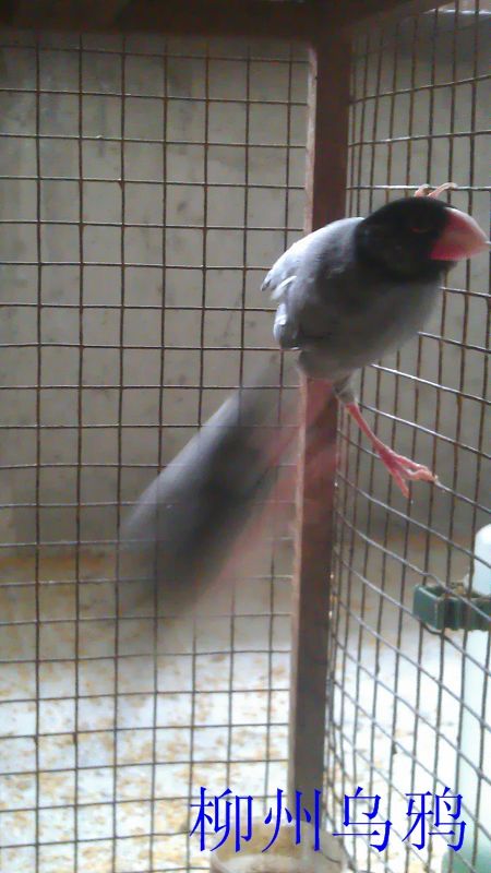 IMAG0217.jpg