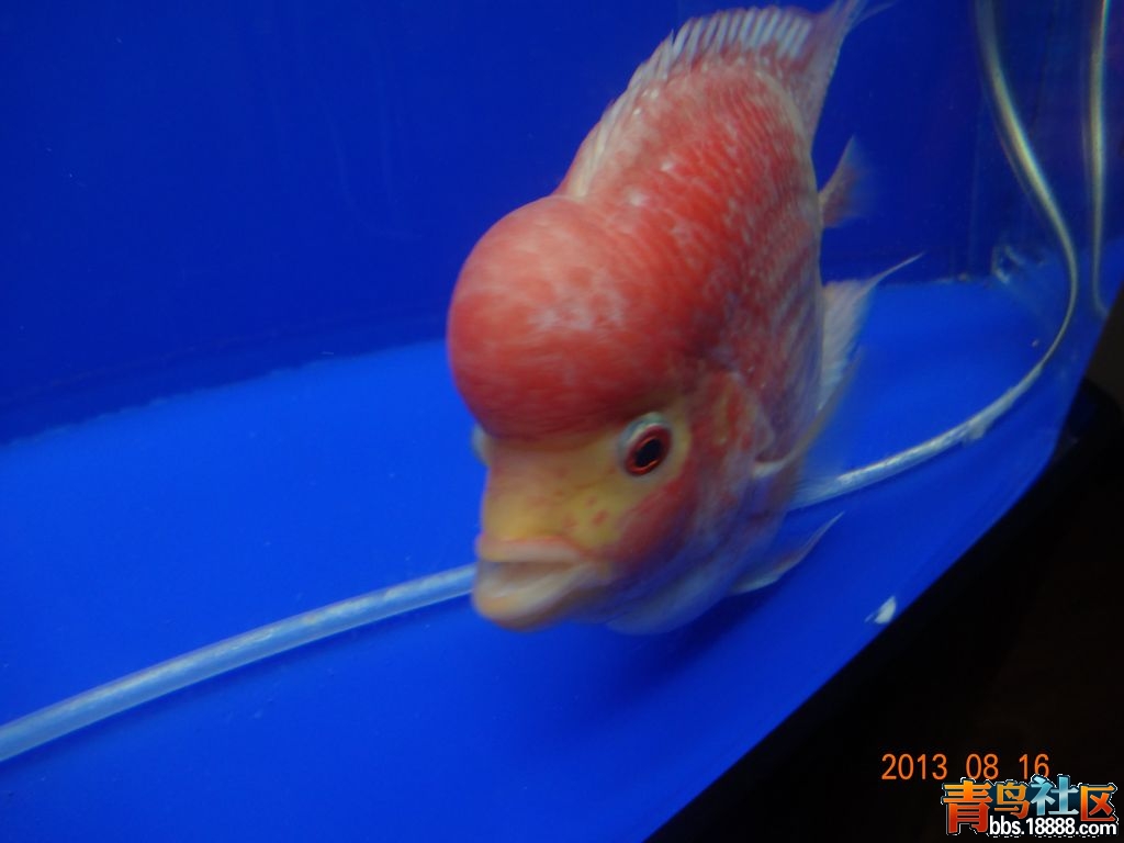 DSC02111.JPG