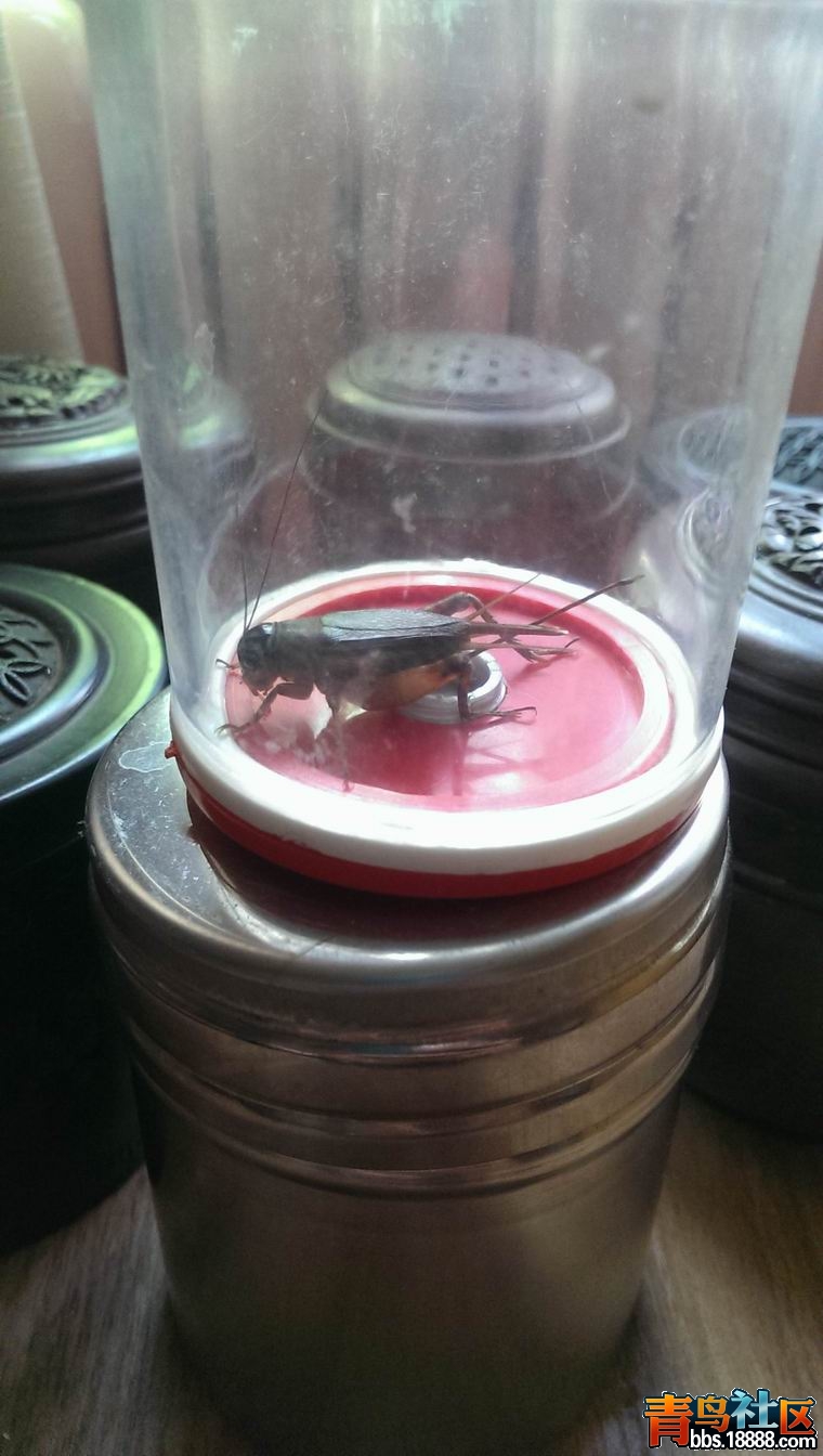 IMAG0326.jpg