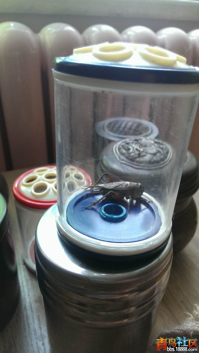 IMAG0328.jpg