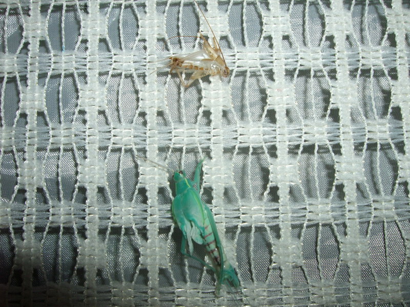 DSCF2751.jpg