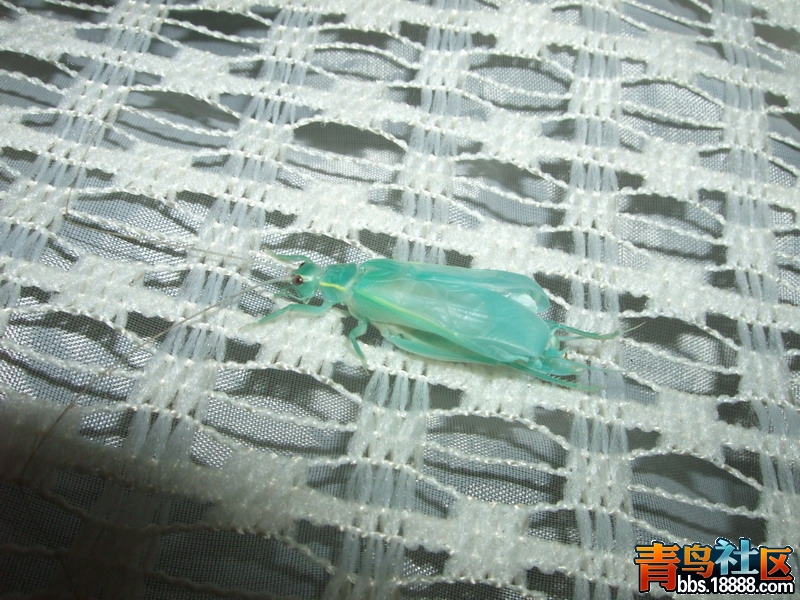 DSCF2783.jpg