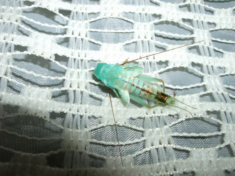 DSCF2731.jpg