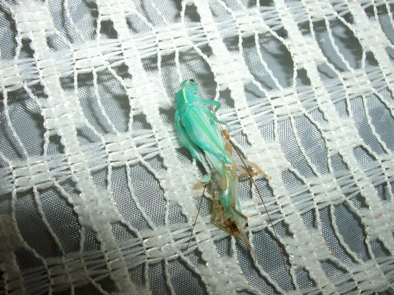 DSCF2736.jpg