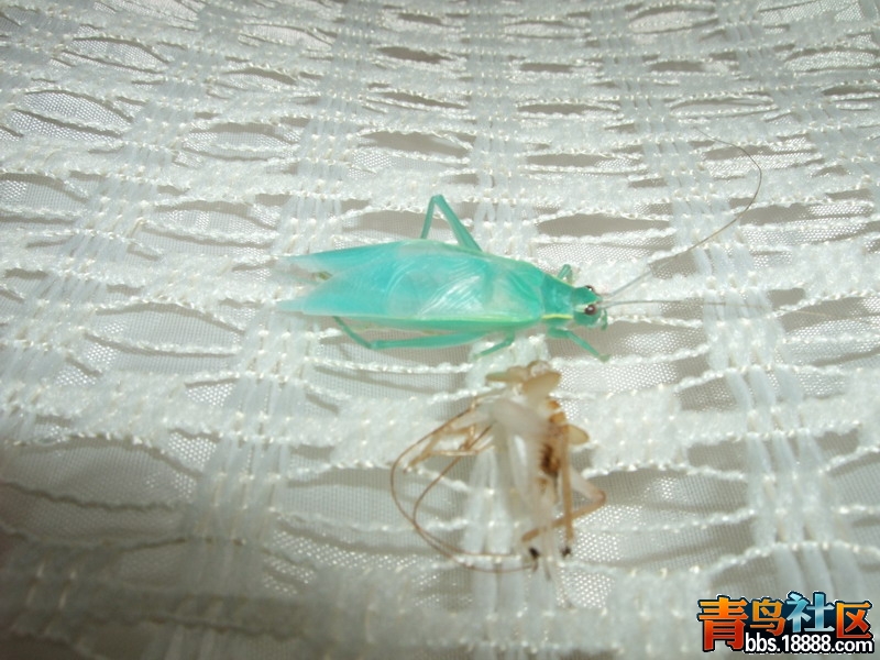 DSCF2802.jpg