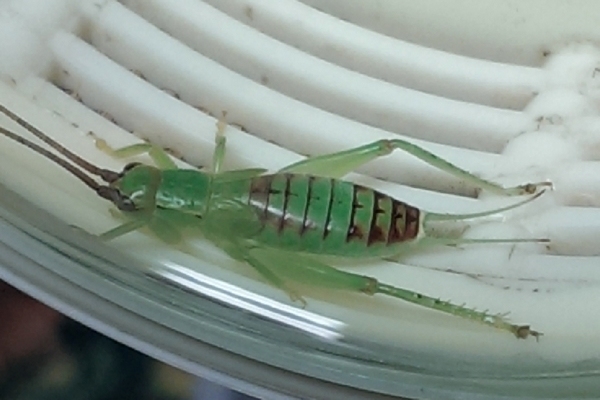 IMAG0176-s.jpg