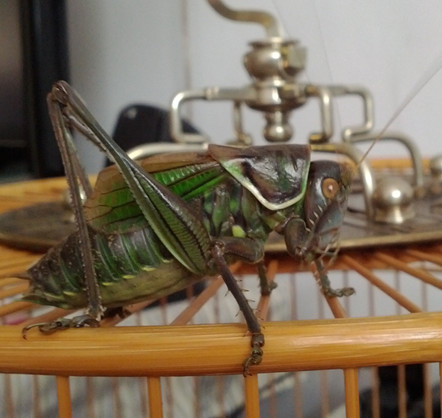 IMG_20130811_145026_副本.jpg