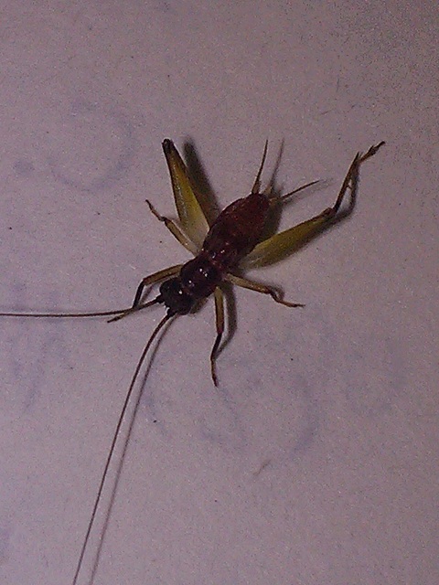 IMG20130825181417.jpg