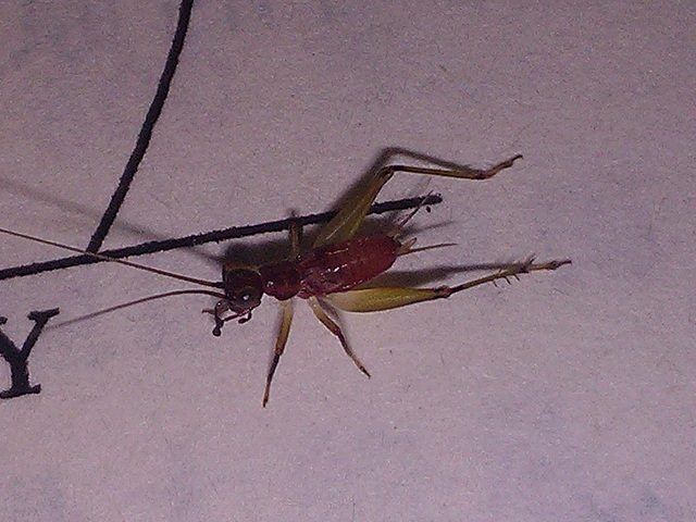 IMG20130825181212.jpg