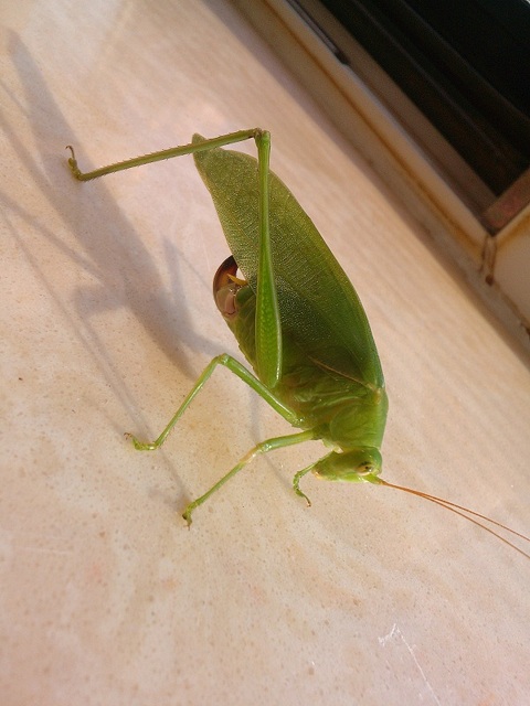 IMG20130825165853.jpg