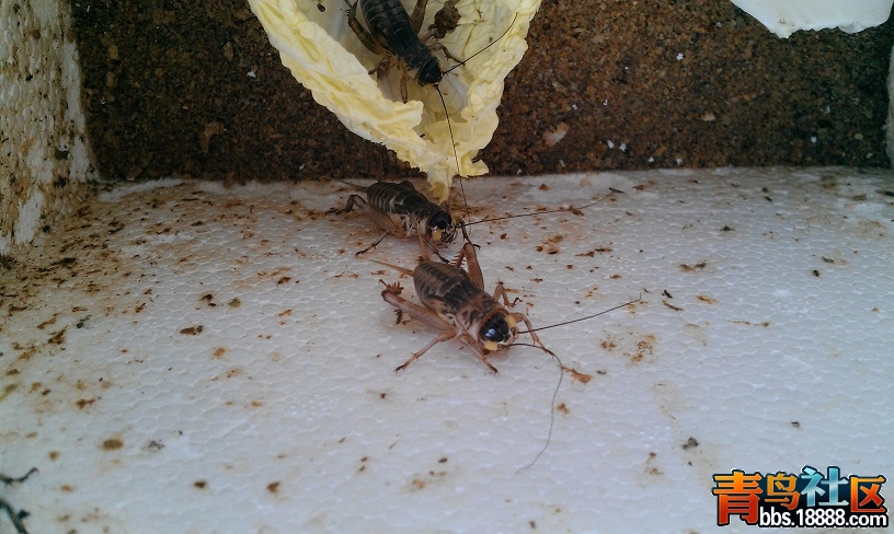 IMAG0372.jpg