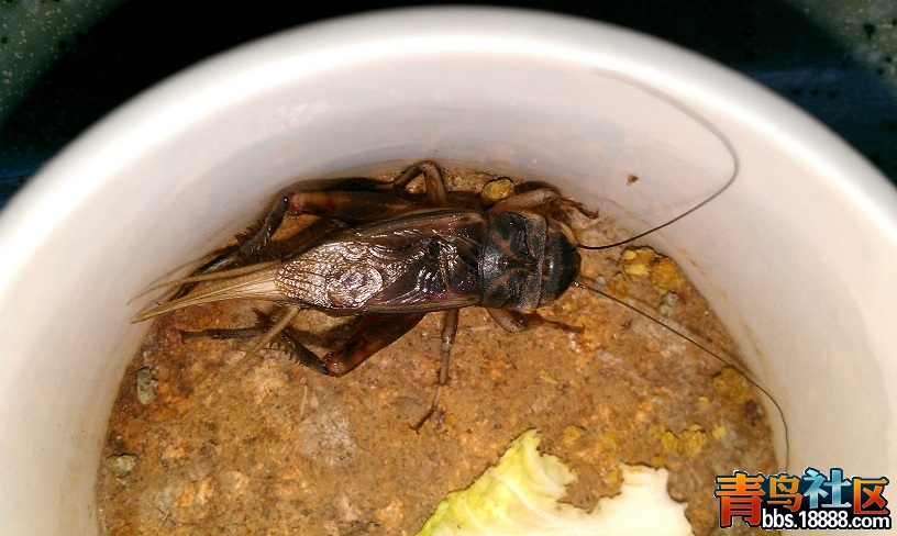 IMAG0435.jpg