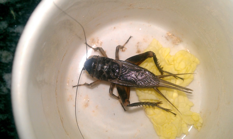IMAG0426.jpg
