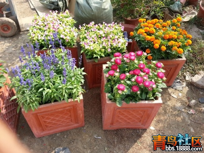 花卉菊花.jpg