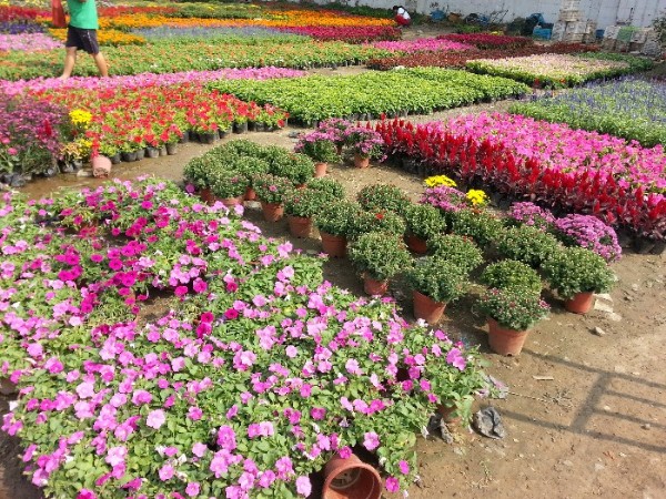 花卉菊花本.jpg