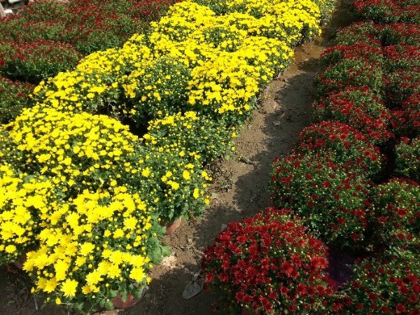 花卉菊花1本.jpg