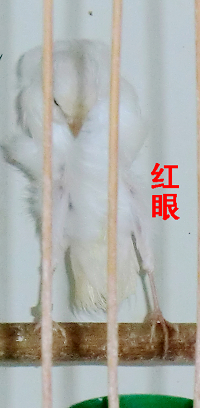 CIMG1296-1.jpg