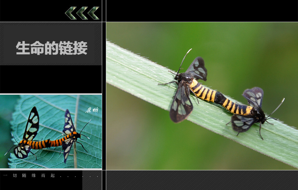 6.13威灵寺 070.jpg