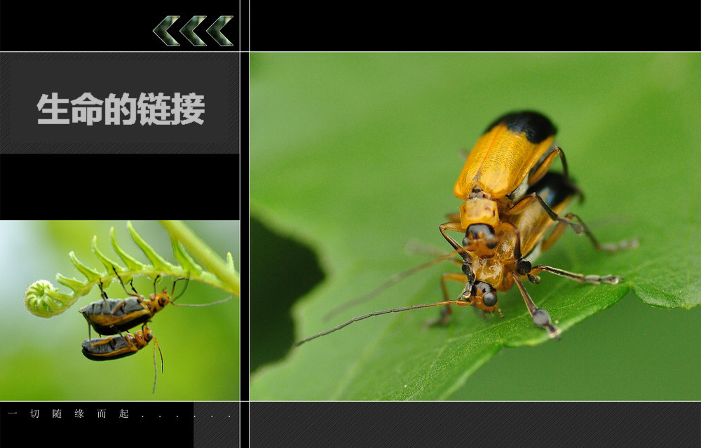 2011.6.006 015.jpg